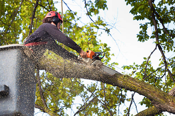 Best Stump Grinding and Removal  in Holladay, UT