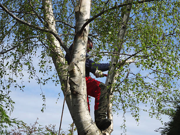 How Our Tree Care Process Works  in  Holladay, UT